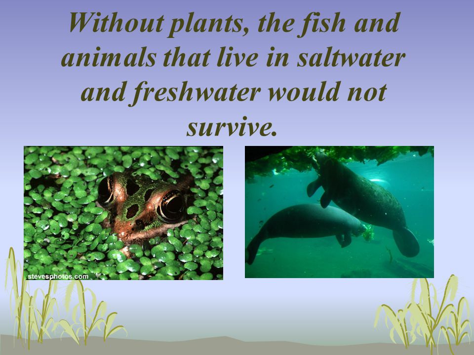 Without plants, the fish and animals that live in saltwater and freshwater would not survive.