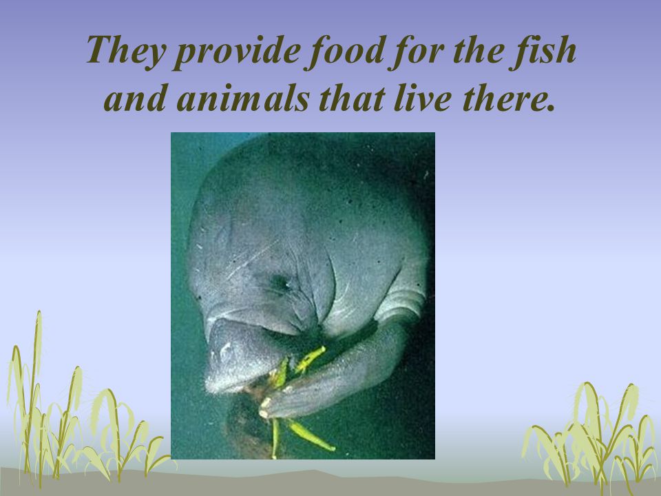 They provide food for the fish and animals that live there.