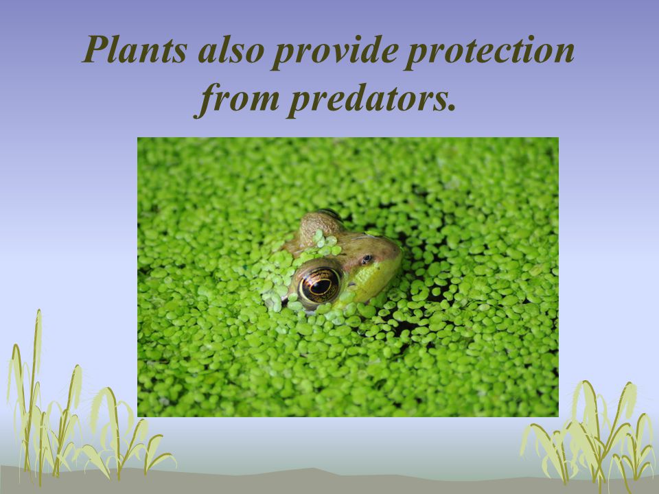 Plants also provide protection from predators.