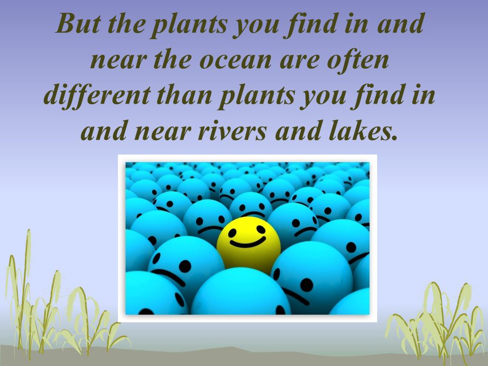 But the plants you find in and near the ocean are often different than plants you find in and near rivers and lakes.