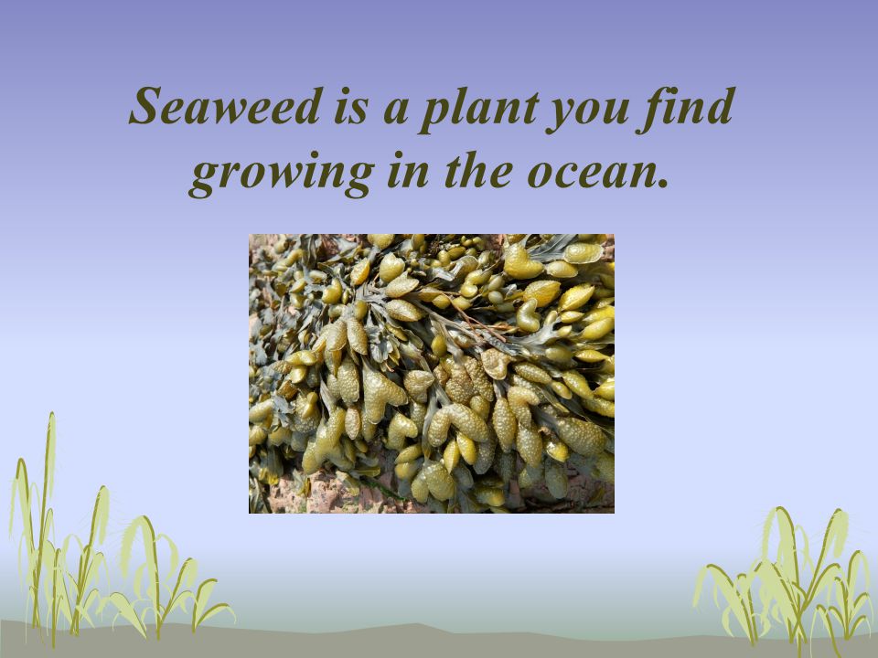 Seaweed is a plant you find growing in the ocean.