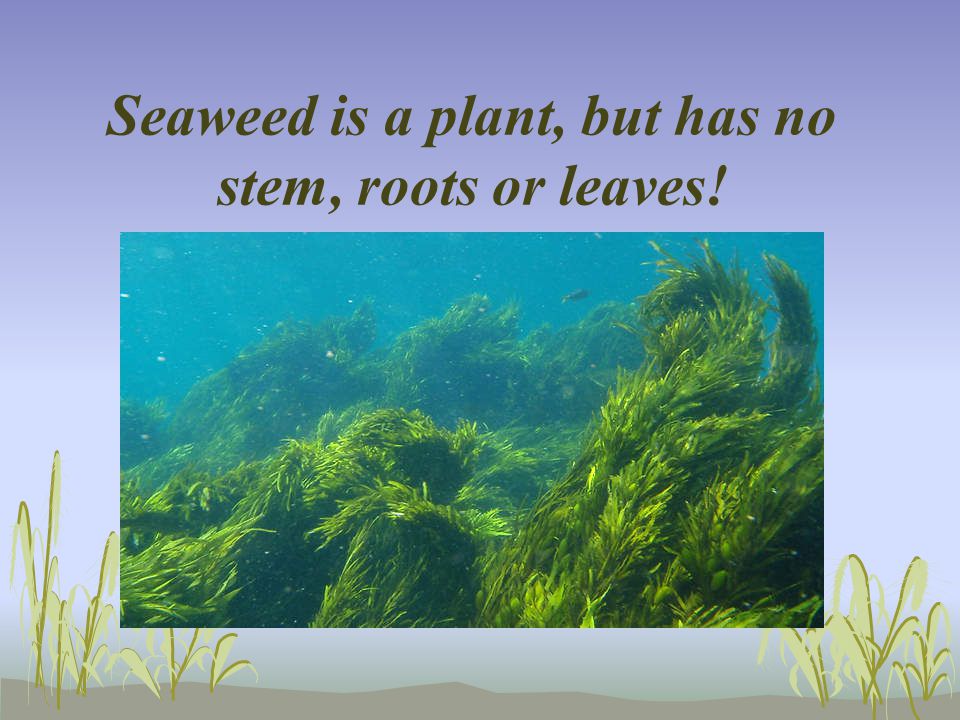 Seaweed is a plant, but has no stem, roots or leaves!