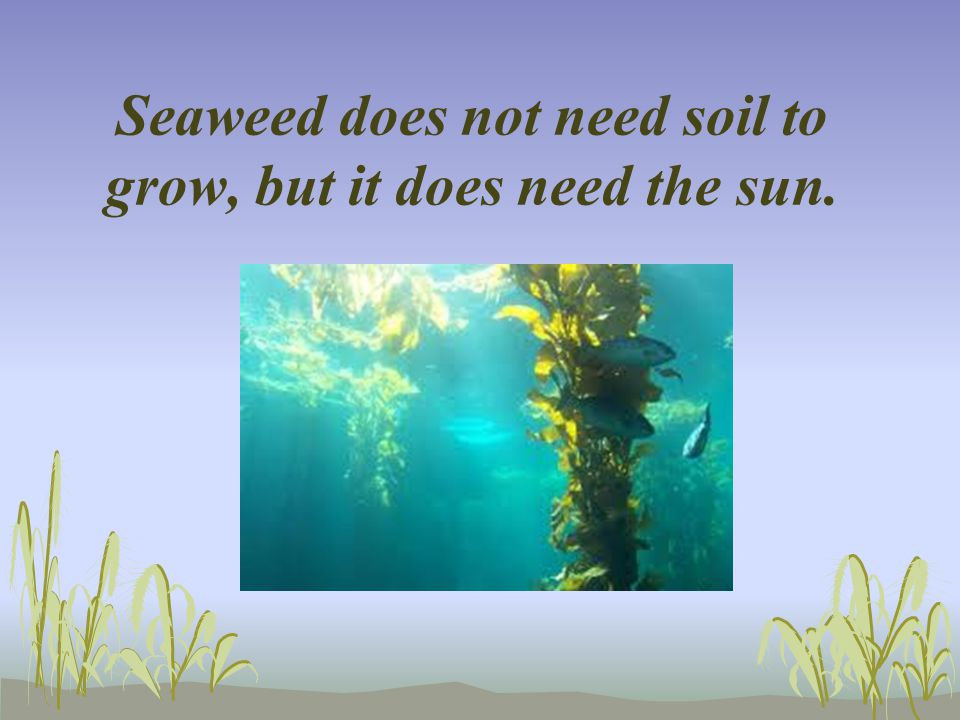 Seaweed does not need soil to grow, but it does need the sun.