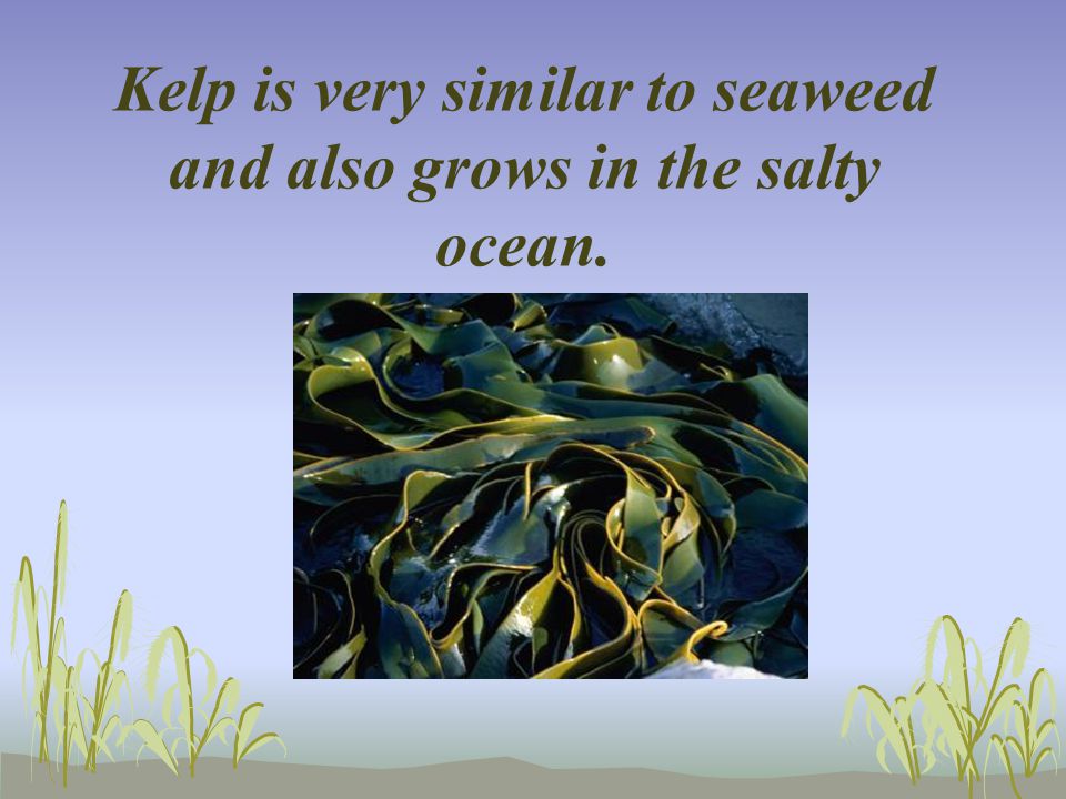 Kelp is very similar to seaweed and also grows in the salty ocean.