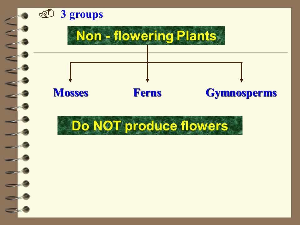 Plant Kingdom Flowering Plants Non-flowering Plants Classification of Plants