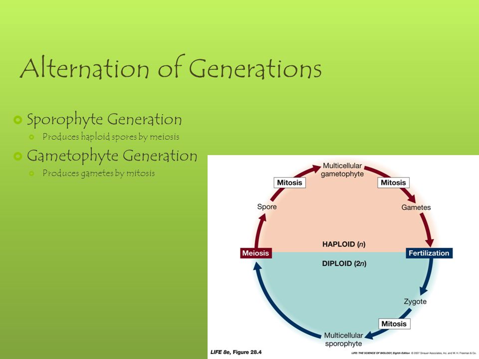 Alternation of Generations  Sporophyte Generation  Produces haploid spores by meiosis  Gametophyte Generation  Produces gametes by mitosis