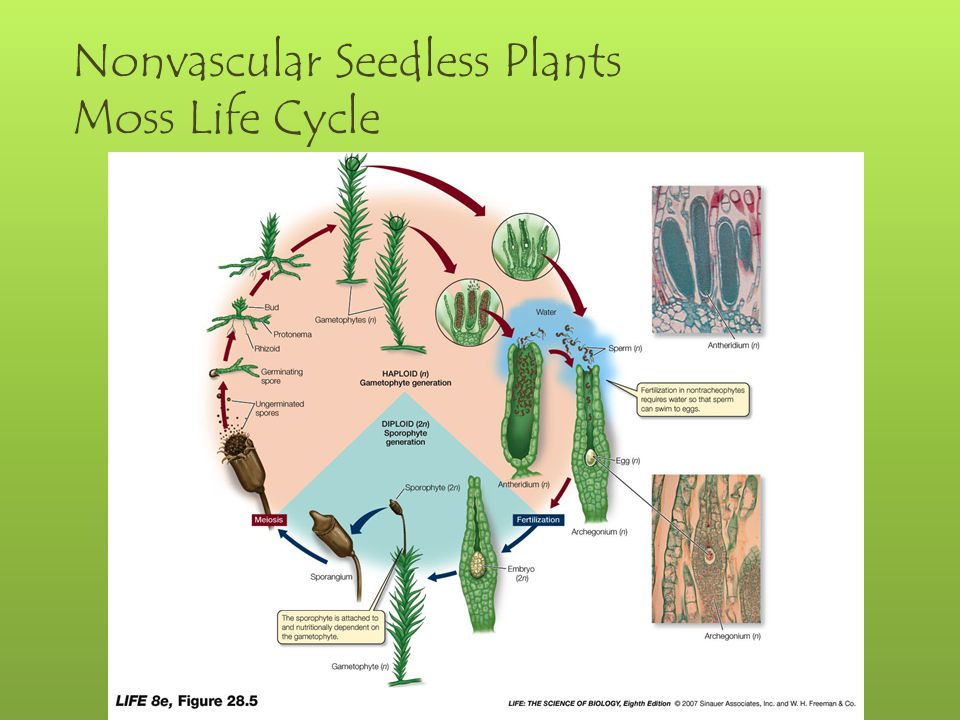 Nonvascular Seedless Plants Moss Life Cycle