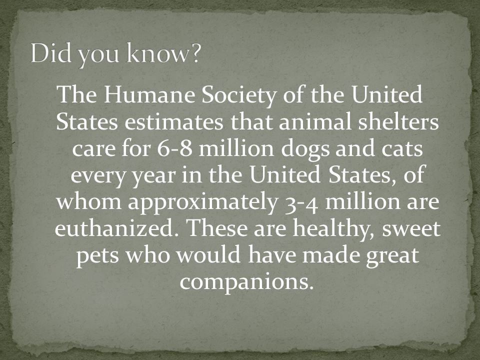The Humane Society of the United States estimates that animal shelters care for 6-8 million dogs and cats every year in the United States, of whom approximately 3-4 million are euthanized.