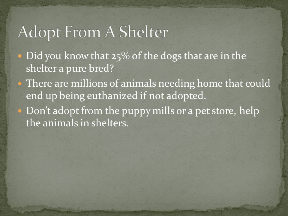 Did you know that 25% of the dogs that are in the shelter a pure bred.