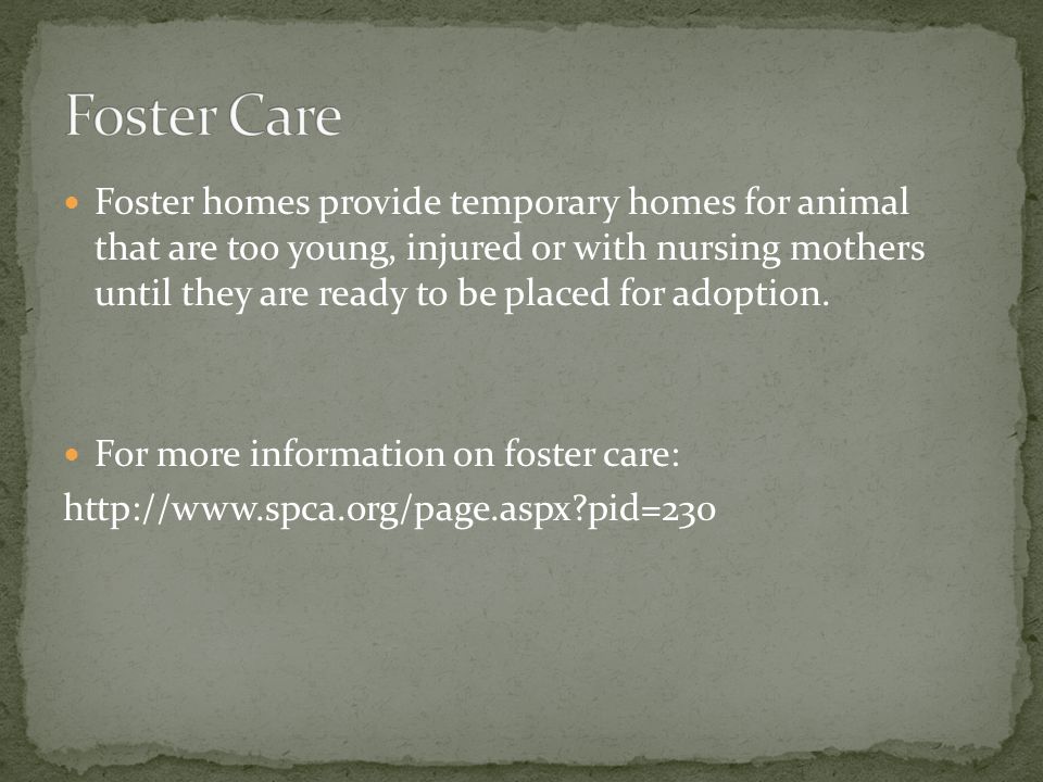 Foster homes provide temporary homes for animal that are too young, injured or with nursing mothers until they are ready to be placed for adoption.