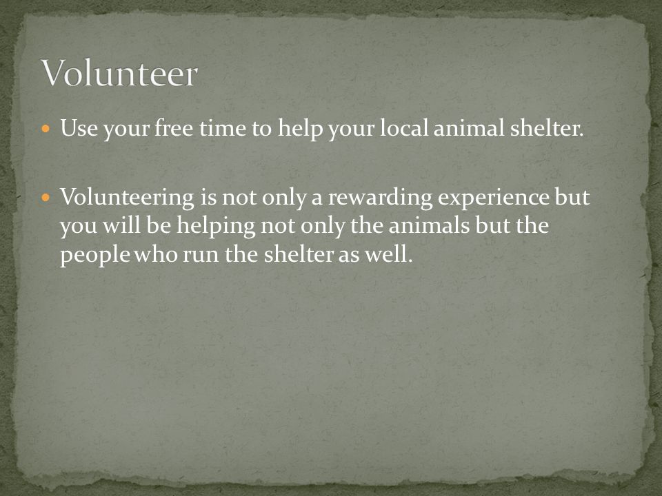 Use your free time to help your local animal shelter.