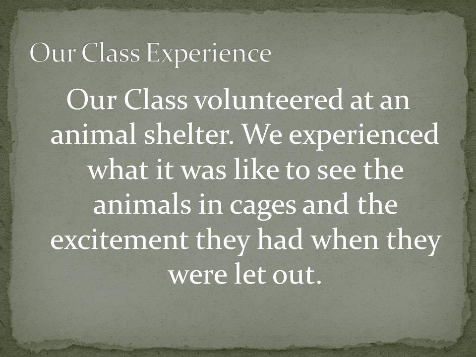 Our Class volunteered at an animal shelter.