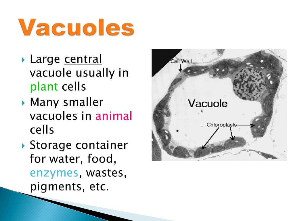  Large central vacuole usually in plant cells  Many smaller vacuoles in animal cells  Storage container for water, food, enzymes, wastes, pigments, etc.