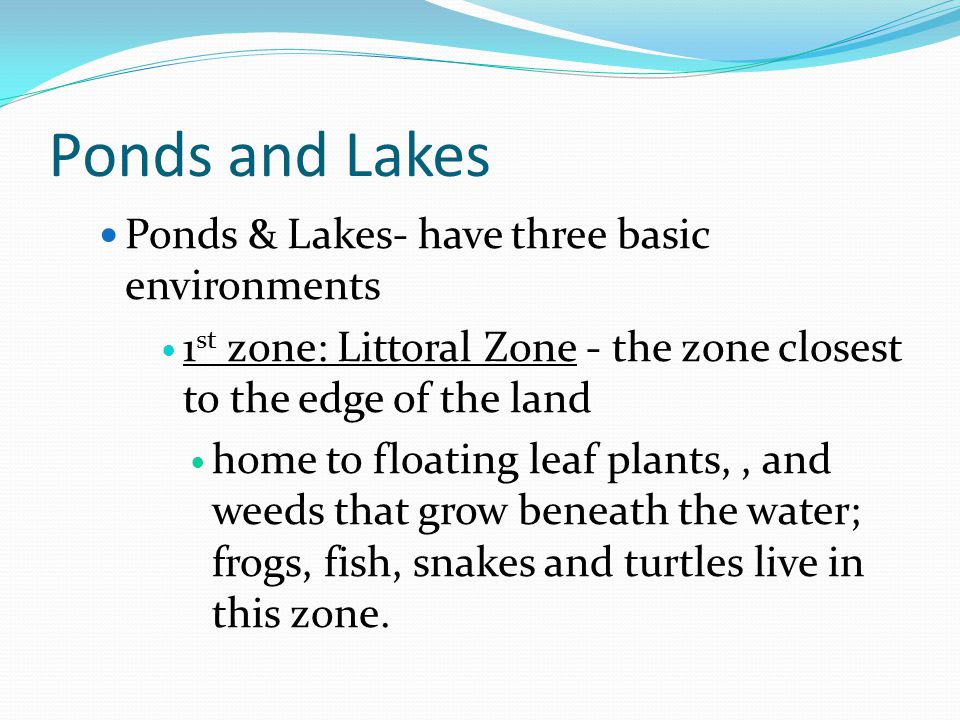 Ponds and Lakes Ponds & Lakes- have three basic environments 1 st zone: Littoral Zone - the zone closest to the edge of the land home to floating leaf plants,, and weeds that grow beneath the water; frogs, fish, snakes and turtles live in this zone.