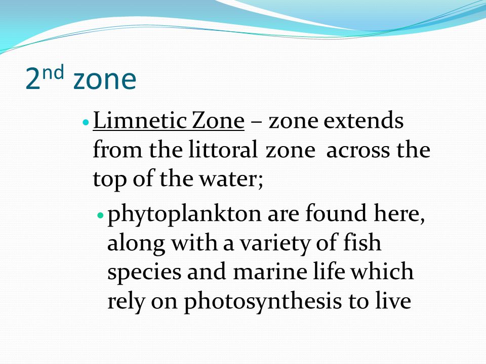 2 nd zone Limnetic Zone – zone extends from the littoral zone across the top of the water; phytoplankton are found here, along with a variety of fish species and marine life which rely on photosynthesis to live