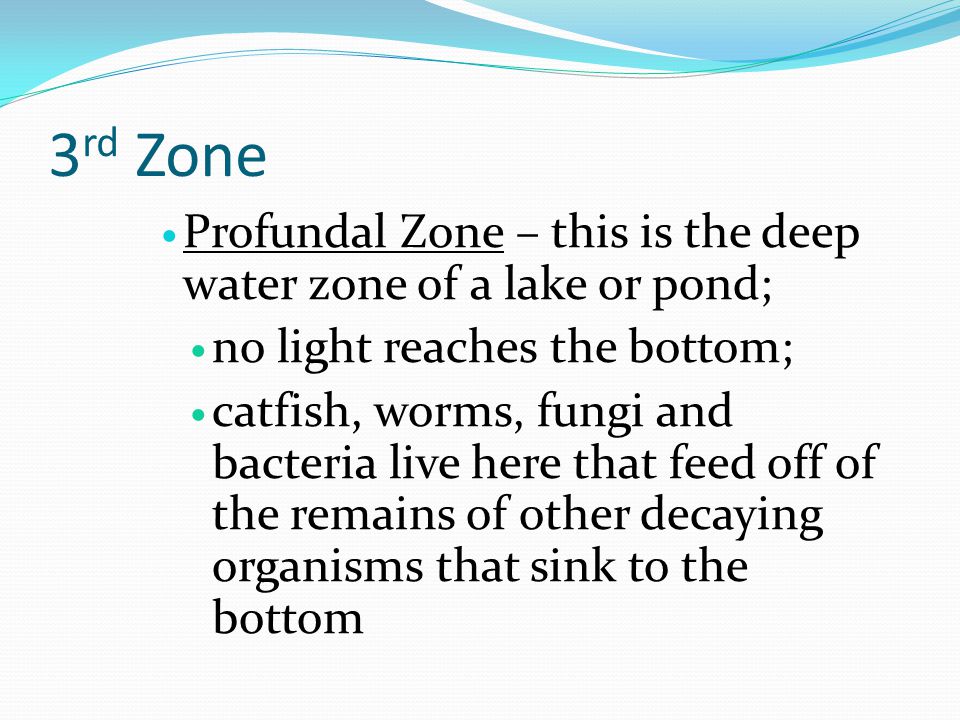 3 rd Zone Profundal Zone – this is the deep water zone of a lake or pond; no light reaches the bottom; catfish, worms, fungi and bacteria live here that feed off of the remains of other decaying organisms that sink to the bottom