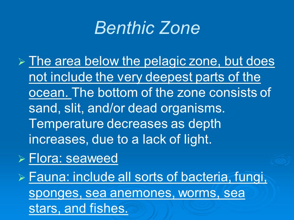 Benthic Zone   The area below the pelagic zone, but does not include the very deepest parts of the ocean.