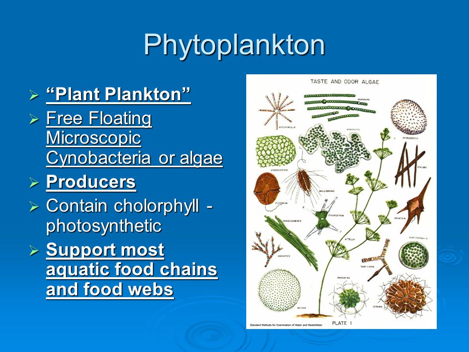 Phytoplankton  Plant Plankton  Free Floating Microscopic Cynobacteria or algae  Producers  Contain cholorphyll - photosynthetic  Support most aquatic food chains and food webs