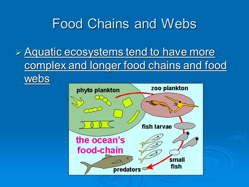 Food Chains and Webs  Aquatic ecosystems tend to have more complex and longer food chains and food webs