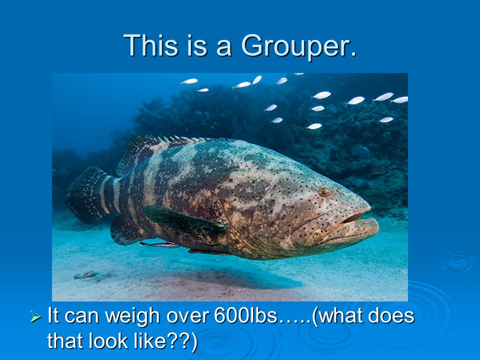 This is a Grouper.  It can weigh over 600lbs…..(what does that look like )