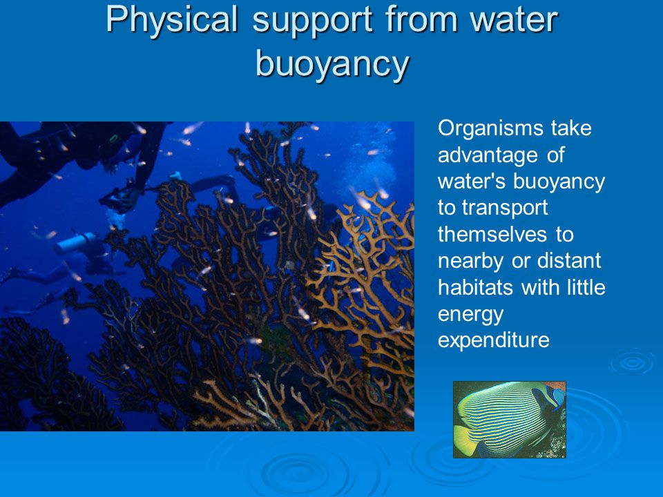 Physical support from water buoyancy Organisms take advantage of water s buoyancy to transport themselves to nearby or distant habitats with little energy expenditure