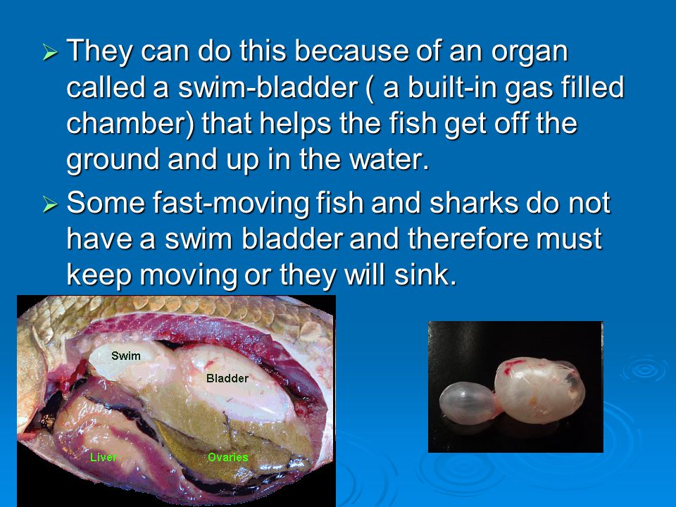  They can do this because of an organ called a swim-bladder ( a built-in gas filled chamber) that helps the fish get off the ground and up in the water.