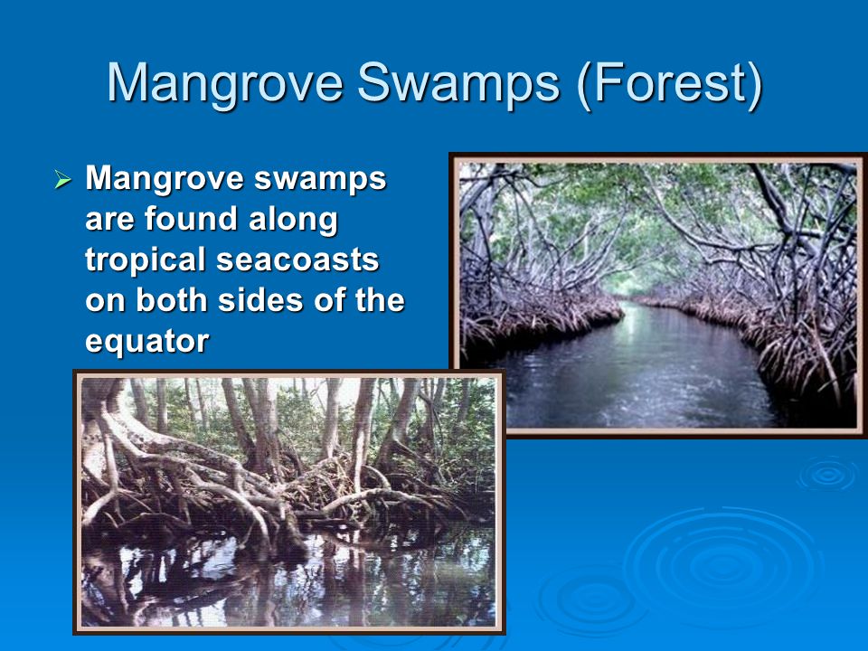 Mangrove Swamps (Forest)  Mangrove swamps are found along tropical seacoasts on both sides of the equator