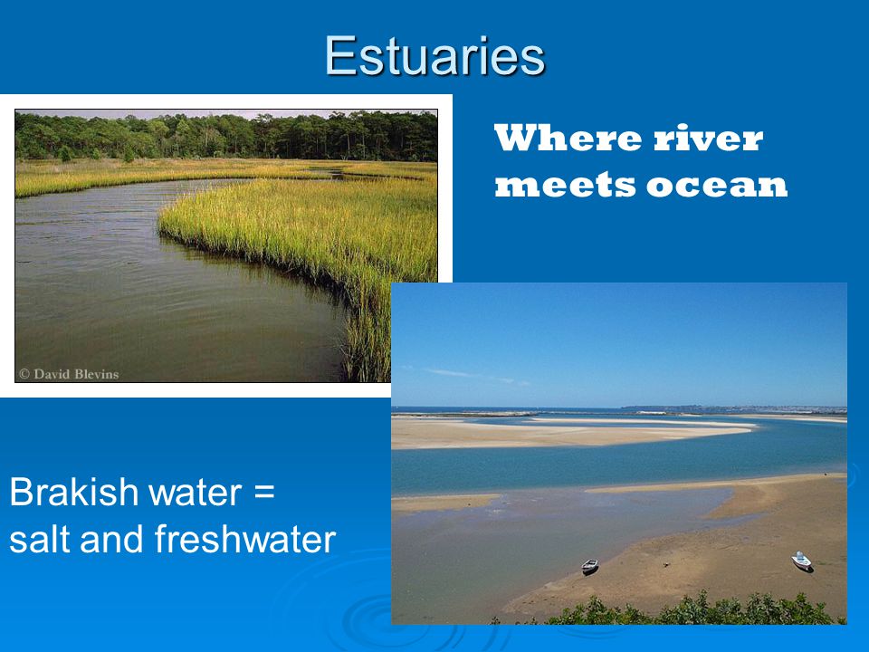 Estuaries Where river meets ocean Brakish water = salt and freshwater