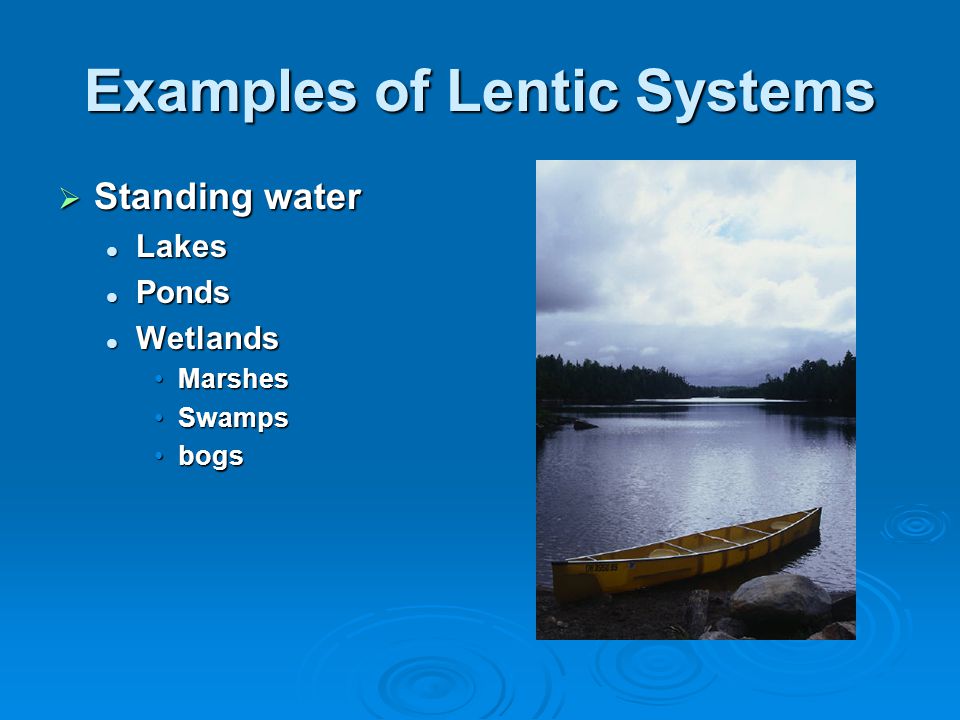 Examples of Lentic Systems  Standing water Lakes Lakes Ponds Ponds Wetlands Wetlands MarshesMarshes SwampsSwamps bogsbogs