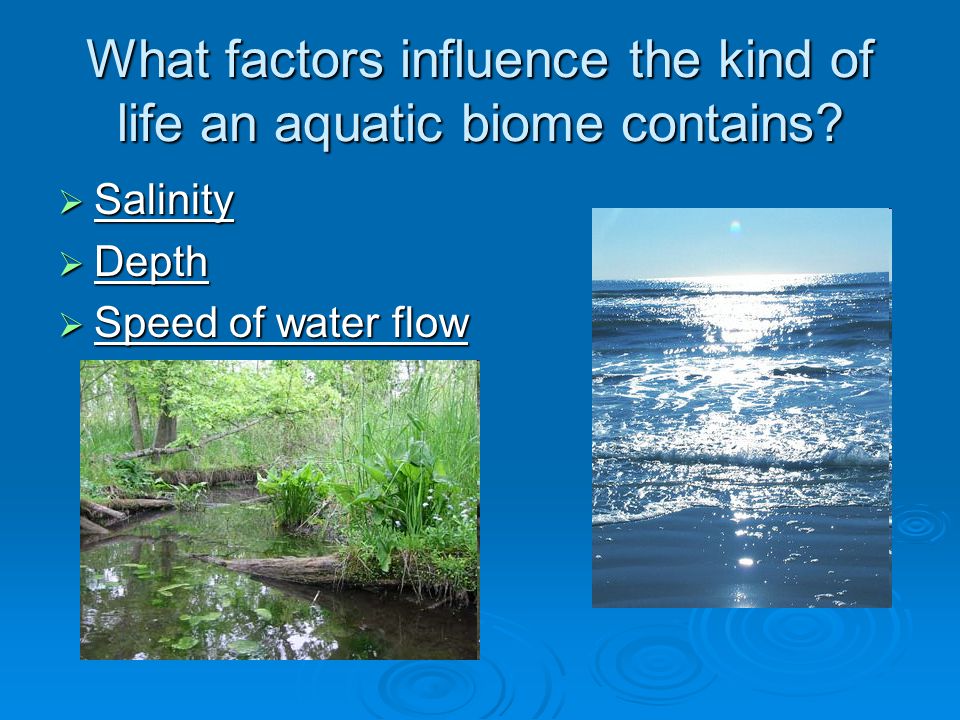 What factors influence the kind of life an aquatic biome contains.