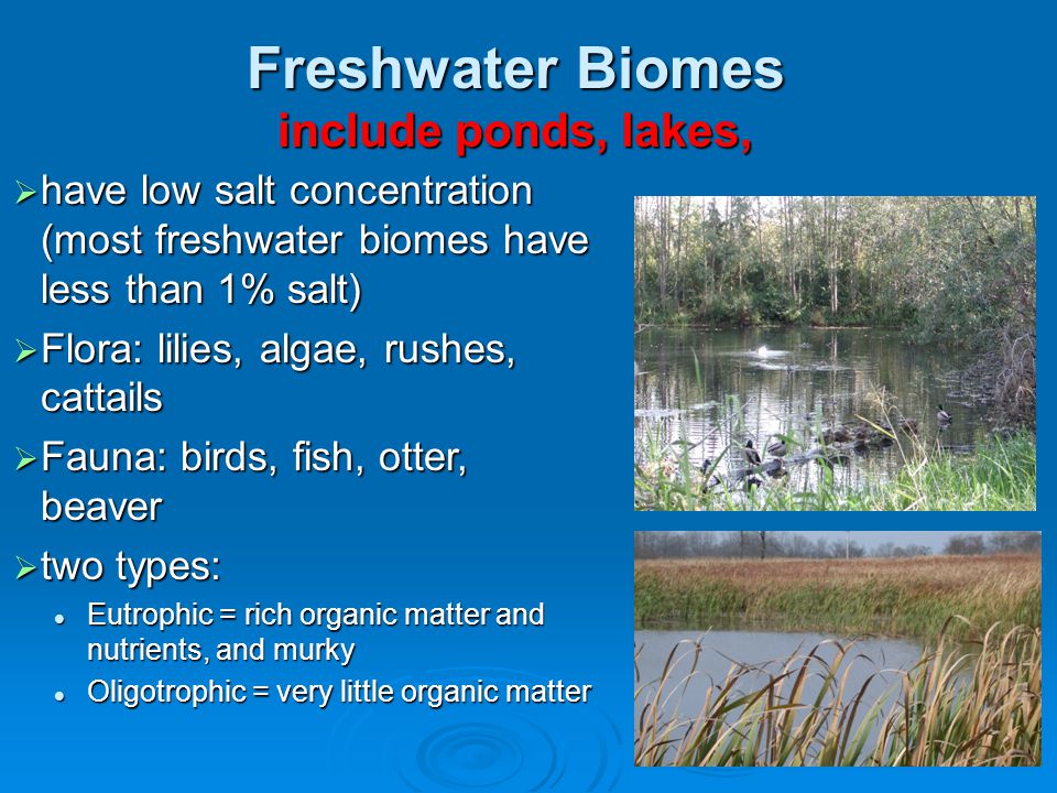 Freshwater Biomes include ponds, lakes,  have low salt concentration (most freshwater biomes have less than 1% salt)  Flora: lilies, algae, rushes, cattails  Fauna: birds, fish, otter, beaver  two types: Eutrophic = rich organic matter and nutrients, and murky Eutrophic = rich organic matter and nutrients, and murky Oligotrophic = very little organic matter Oligotrophic = very little organic matter