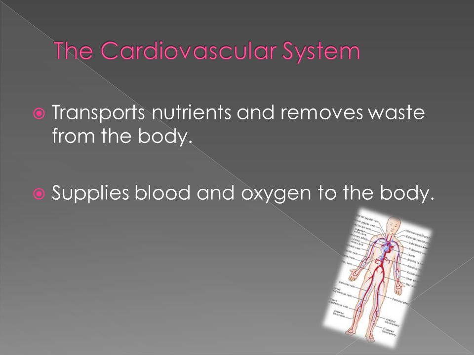  Transports nutrients and removes waste from the body.  Supplies blood and oxygen to the body.
