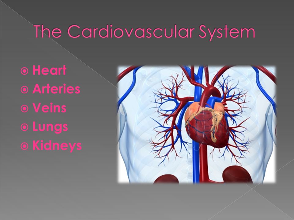  Heart  Arteries  Veins  Lungs  Kidneys