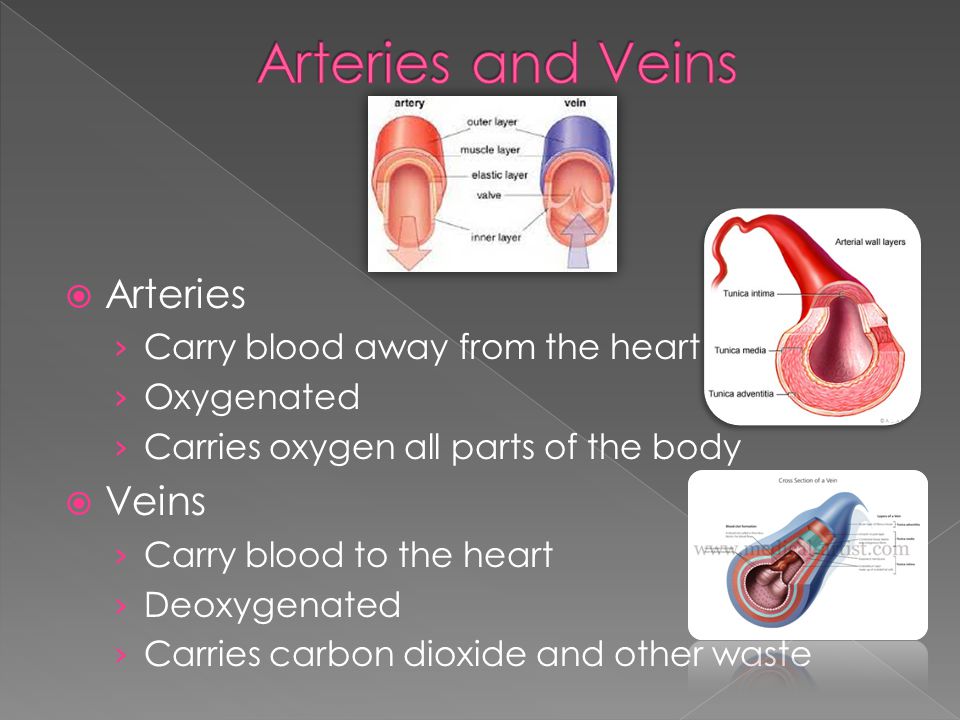  Arteries › Carry blood away from the heart › Oxygenated › Carries oxygen all parts of the body  Veins › Carry blood to the heart › Deoxygenated › Carries carbon dioxide and other waste