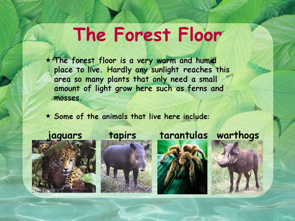 The Rainforest Objectives Students will be able to: gain knowledge of and  identify rainforest terminology. identify the location, layers, habitat,  and. - ppt download