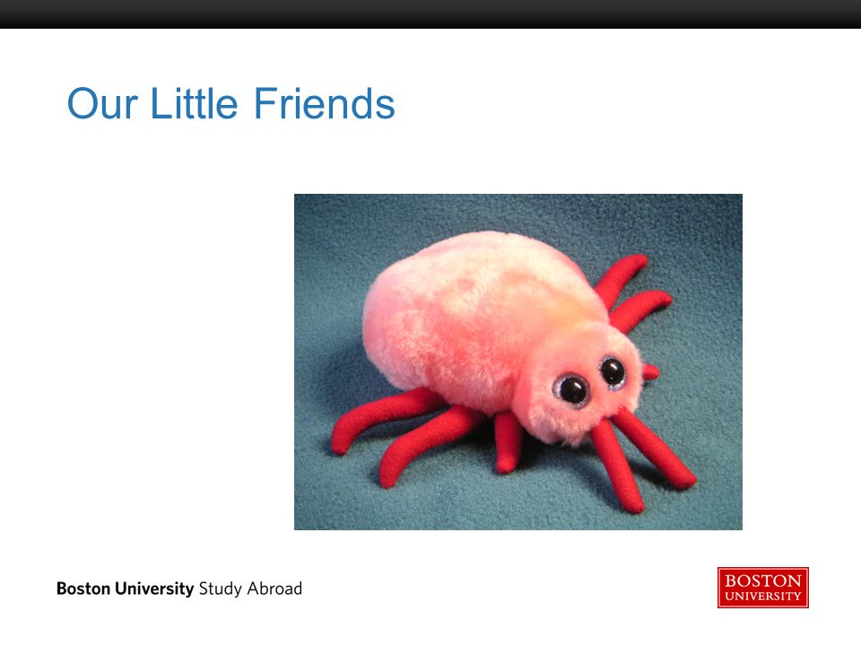 Boston University Slideshow Title Goes Here Our Little Friends