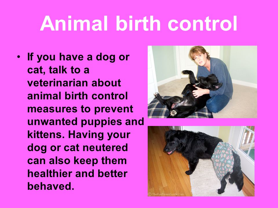 Animal birth control If you have a dog or cat, talk to a veterinarian about animal birth control measures to prevent unwanted puppies and kittens.