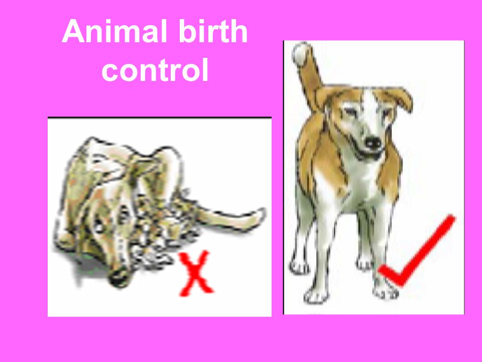 Animal birth control
