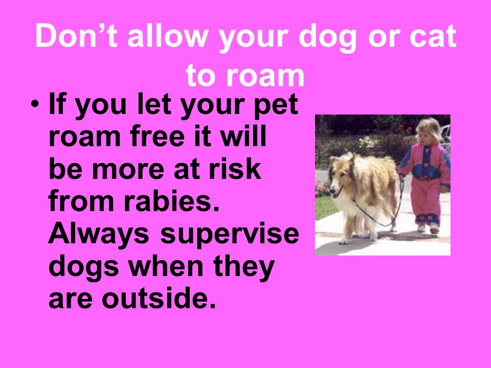 Don’t allow your dog or cat to roam If you let your pet roam free it will be more at risk from rabies.