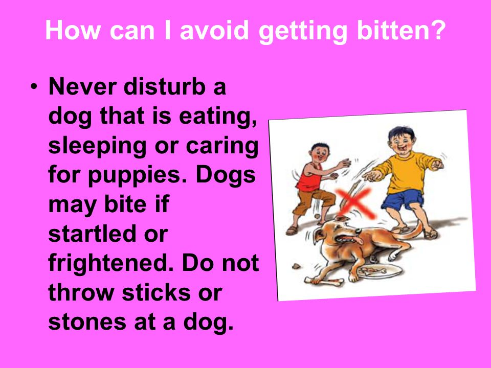 How can I avoid getting bitten. Never disturb a dog that is eating, sleeping or caring for puppies.