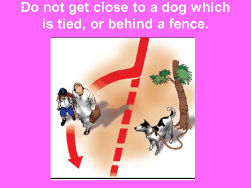 Do not get close to a dog which is tied, or behind a fence.