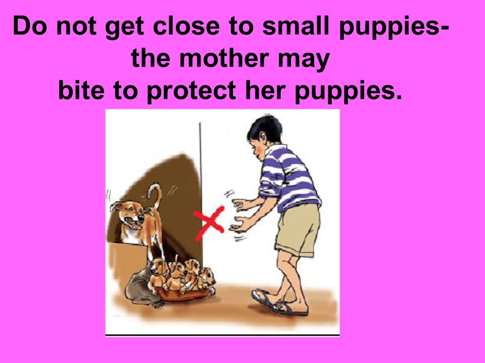 Do not get close to small puppies- the mother may bite to protect her puppies.