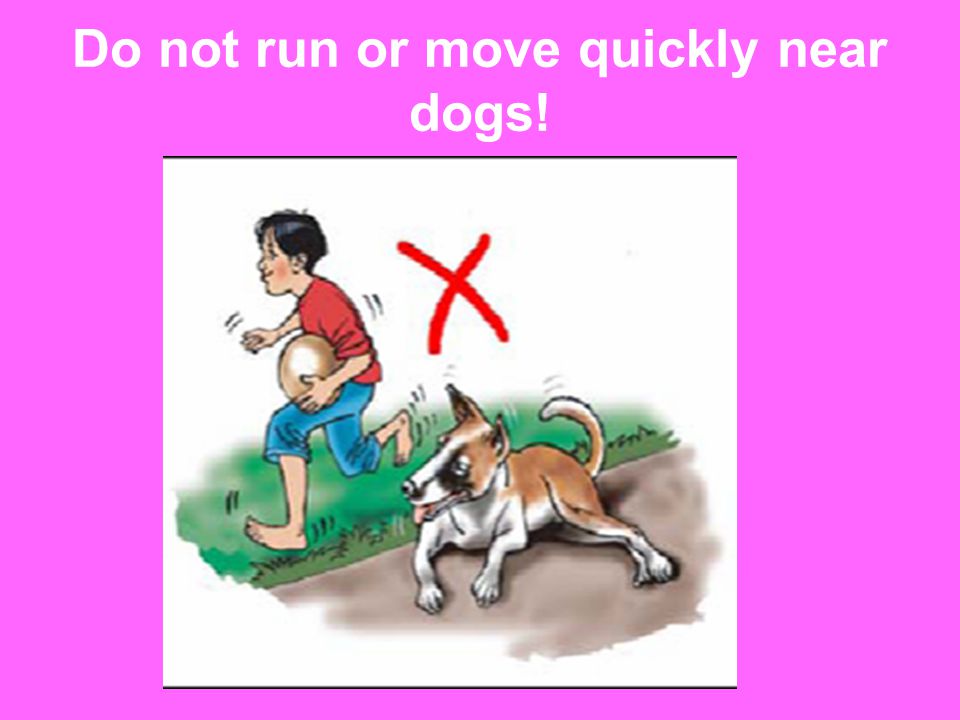 Do not run or move quickly near dogs!