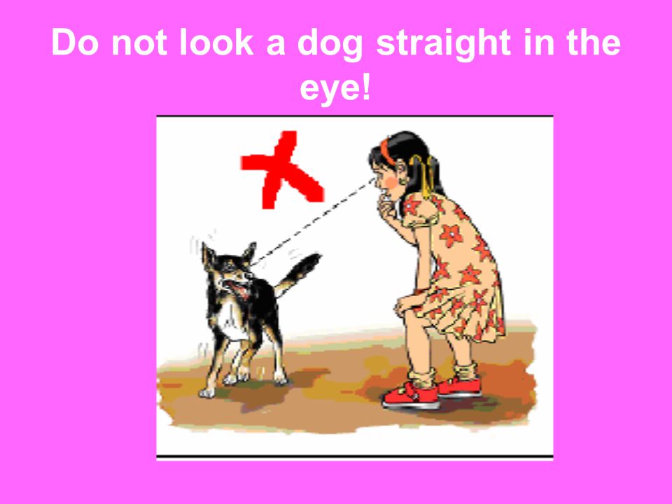 Do not look a dog straight in the eye!