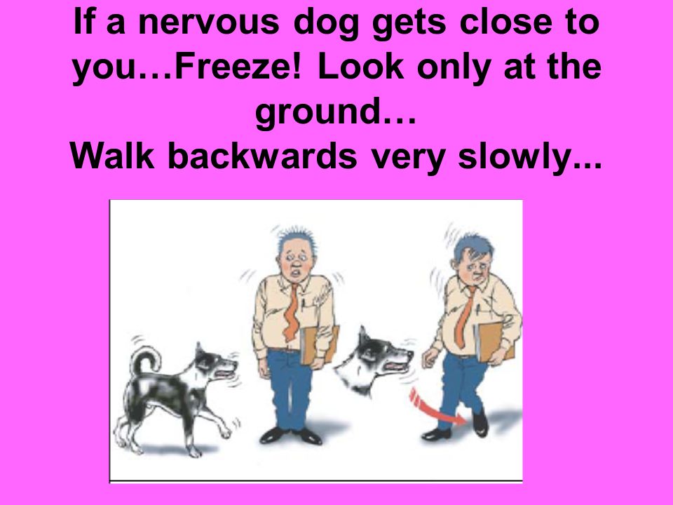 If a nervous dog gets close to you…Freeze! Look only at the ground… Walk backwards very slowly...