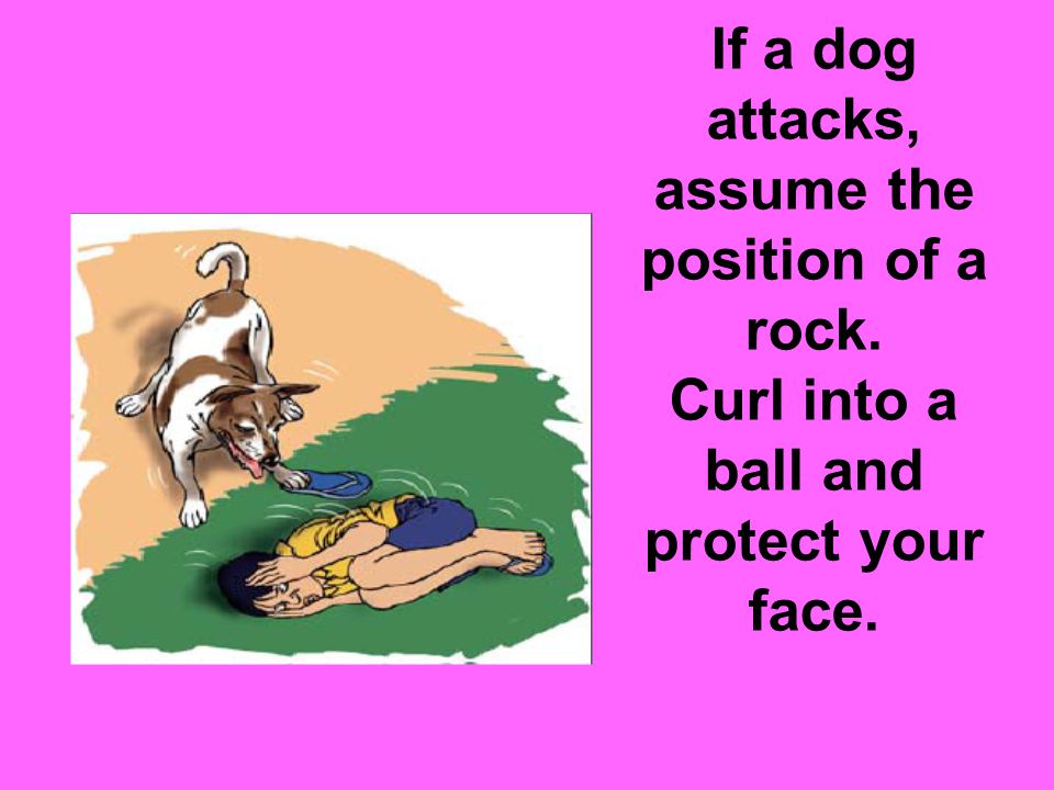 If a dog attacks, assume the position of a rock. Curl into a ball and protect your face.