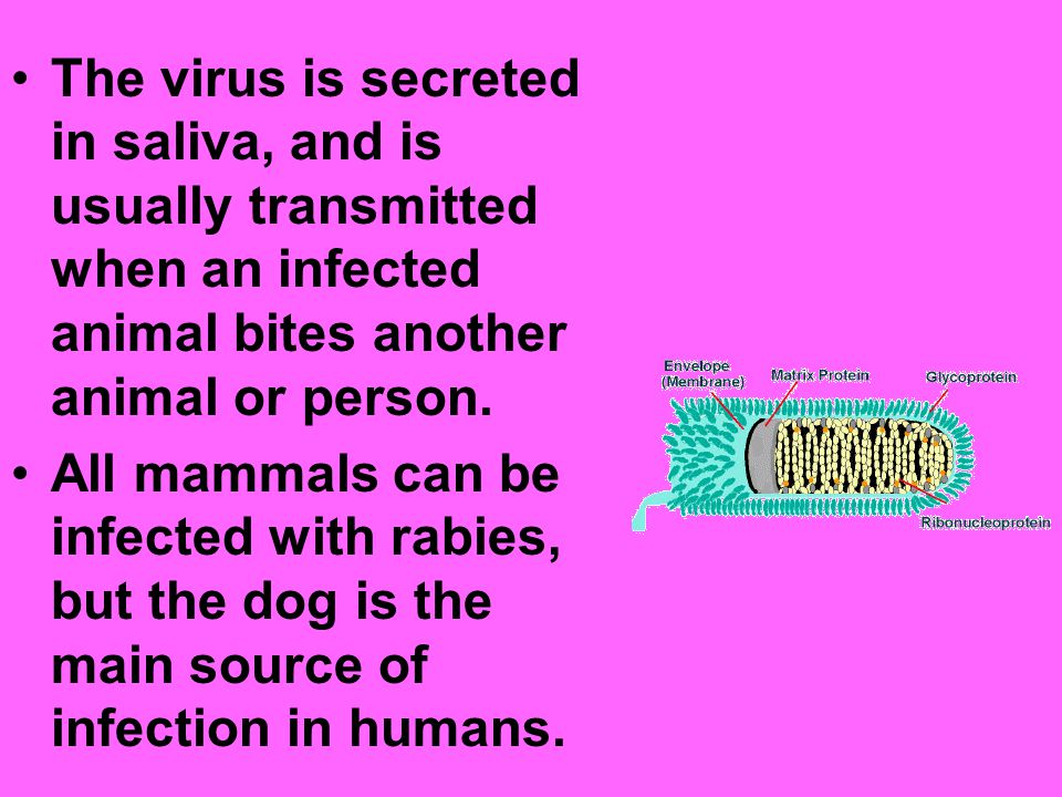 The virus is secreted in saliva, and is usually transmitted when an infected animal bites another animal or person.