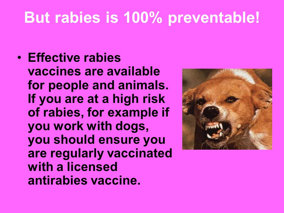 But rabies is 100% preventable. Effective rabies vaccines are available for people and animals.