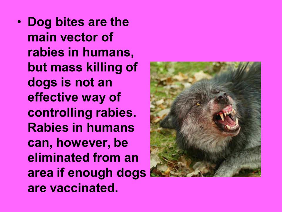 Dog bites are the main vector of rabies in humans, but mass killing of dogs is not an effective way of controlling rabies.