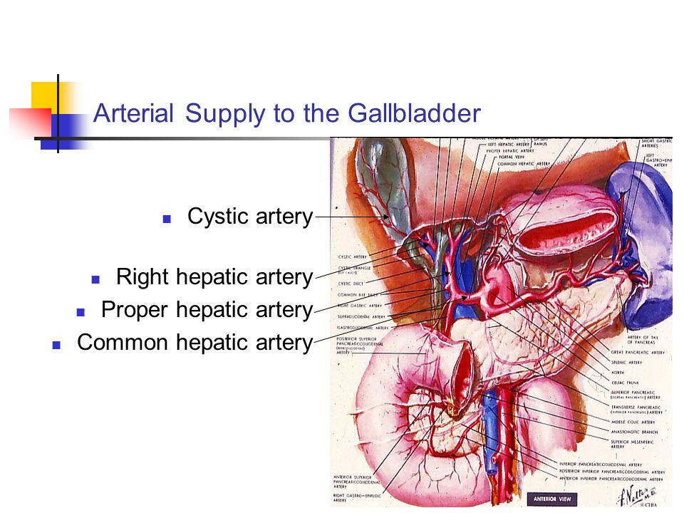 the gallbladder i introduction
